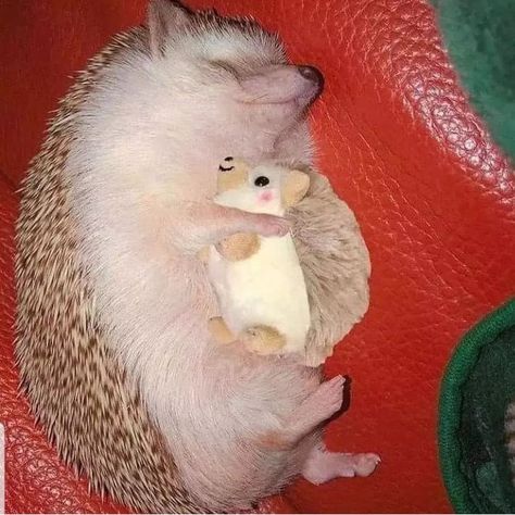 The Cutest Animals, A Hedgehog, Cutest Animals, The Cutest, Red, Animals, On Instagram, Instagram