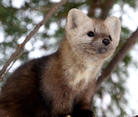 Pine Marten, Real Vampires, His Dark Materials, Funny Animal Jokes, Like Animals, Silly Animals, Zoology, Animal Jokes, Pretty Cats