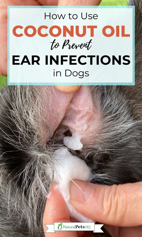 Dog Ear Itching Remedies, Dogs Ears Itching Remedies, Ear Itching Remedy, Dog Ear Cleaner Homemade, Itchy Dog Ears, Dog Ear Cleaning, Kuromi Girl, Delta Dawn, Dogs Ears