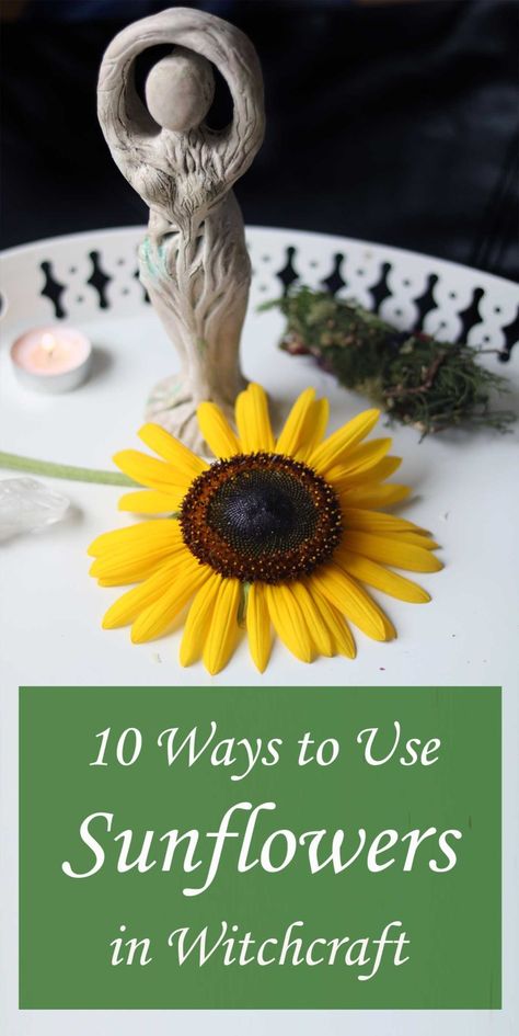 How to use sunflowers in witchcraft, magick and spells. Sunflower Spells, Sunflower Petals Witchcraft, Wicca Diy, Sunflower Magic, Herb Magick, Sun Magic, Herbal Witch, Witch Kitchen, Goddess Spirituality