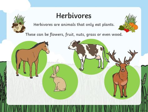 Classifying Animals, Herbivorous Animals, Carnivorous Animals, Trophic Level, African Forest Elephant, African Bush Elephant, African Buffalo, Deer Species, Creative Book Covers