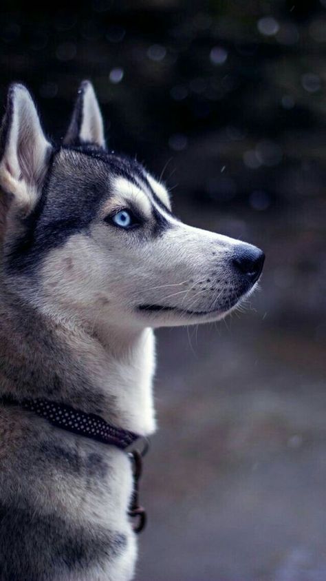 Dogs Wallpaper Iphone, Wallpaper Iphone, Blue Eyes, Husky, Collar, Iphone, Dogs, Blue