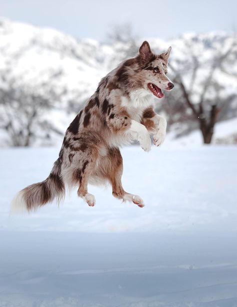 Canine Odyssey, Canine Anatomy, Pet Photoshoot, Dragon Base, Animal Photoshoot, Dog Poses, Very Cute Dogs, Canine Art, Australian Shepherd Dogs