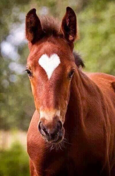 Little heart Ahal Teke, Regnul Animal, Heart In Nature, Majestic Horse, All The Pretty Horses, Horse Crazy, Cute Horses, Pretty Horses, Horse Pictures