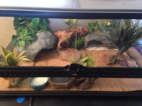 Lizards Aesthetic, Leopard Gecko Tank Setup, Leopard Gecko Terrarium Ideas, Gecko Enclosure Ideas, Leopard Gecko Setup, Leopard Gecko Diy, Leopard Gecko Enclosure, Fancy Bearded Dragon, Gecko Enclosure