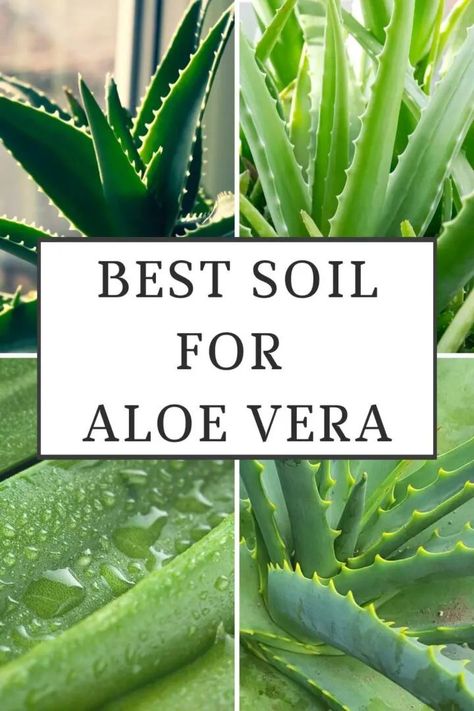 Aloe Plant Care, Aloe Vera Plant Indoor, Growing Aloe Vera, Succulent Potting Mix, Aloe Vera Benefits, Vegetable Garden Planner, Lucky Plant, Planting Pot, Succulent Soil