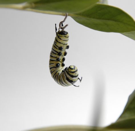 Monarch caterpillar necklace, insect jewelry, pendant Girl With Pigtails, Monarch Caterpillar, Insect Jewelry, Kind Person, Unusual Jewelry, Jewelry Pendant, Dragonflies, Pricing Jewelry, Caterpillar