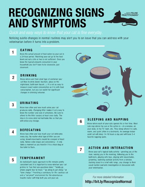 Cat Health Problems, Cat Illnesses, Kitty Care, Cat Information, Cat Language, Cat Tips, Cat Health Care, Cat Hacks, Cat Info