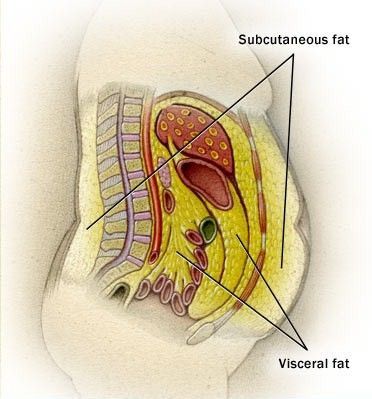 The Truth About Belly Fat Sistem Saraf, Visceral Fat, Abdominal Fat, Fat Loss Diet, Stomach Fat, Burn Belly Fat, Lose Body Fat, Stubborn Belly Fat, Lose Belly