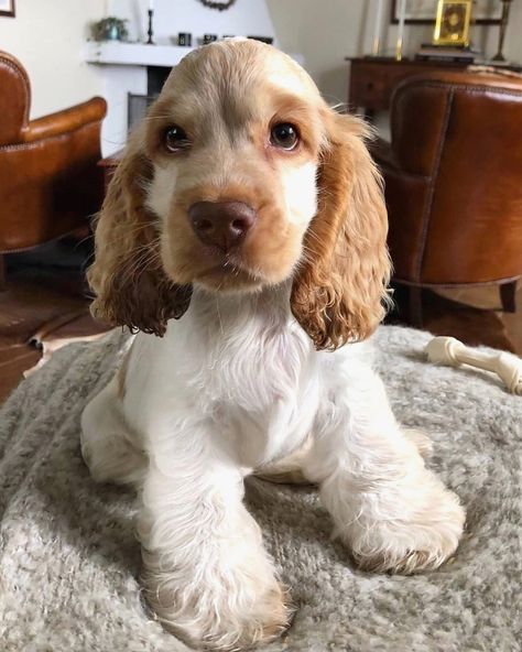 Mini Cocker Spaniel, 1 To 100, Cocker Spaniel Puppies, Cute Animals Puppies, Cocker Spaniel Dog, Very Cute Dogs, Spaniel Puppies, Cocker Spaniels, Cute Little Puppies