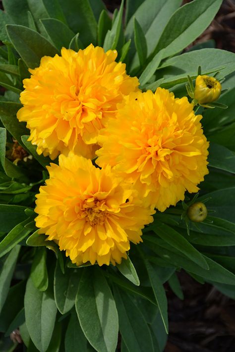 Solanna™ Golden Sphere Coreopsis (Coreopsis grandiflora 'Solanna Golden Sphere') at Gertens Coreopsis Grandiflora, Tiki Garden, Tickseed Coreopsis, Disney Garden, Backyard Gardens, Greenhouse Growing, Zone 5, Raised Planter, Ornamental Trees