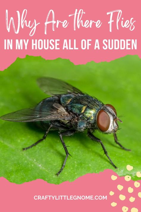 Why are there Flies in my House all of a Sudden Static Pin. Flys In The House, House Fly Traps, Flies Trap Diy, Fruit Flies In House, Fly Infestation, Flies Outside, Get Rid Of Flies, Fly Control, Black Fly