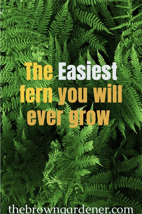 Looking for big pretty fern that is easy grow? Kimberly Queen is royalty! Kimberley Queen Fern, Full Sun Ferns, Kimberly Ferns In Pots, Kimberly Ferns Front Porches, Planting Ferns In Ground, Growing Ferns Outdoors, Kimberly Fern, Kimberly Queen Fern Planter Ideas, Kimberly Queen Fern