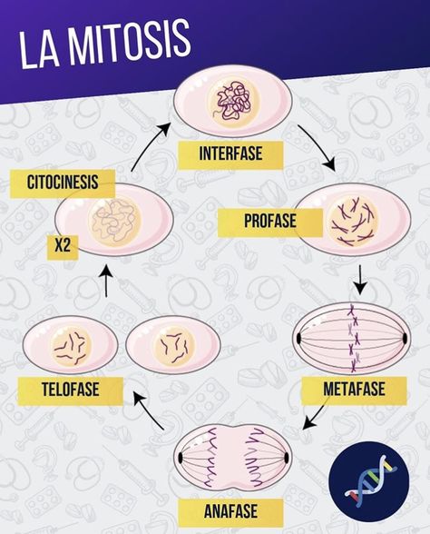 Fases de la mitosis 🔬 Mitosis Y Meiosis, Biochemistry Notes, Cycle Photo, Middle School Science Experiments, Rock Cycle, Ap Biology, Interactive Science, Science Notebooks, Interactive Science Notebook