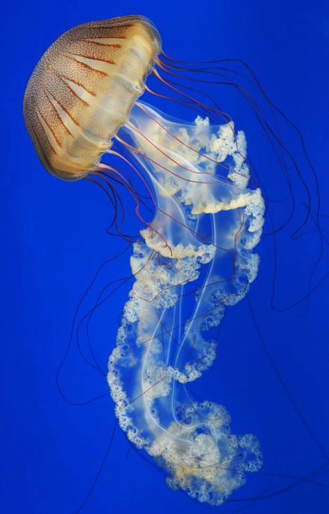 Monterey bay aquarium jelly fish. Gorgeous! Jelly Fish Reference Photo, Pretty Fish Ocean, Beautiful Fish Ocean Life, Jelly Fish Photography, Jellyfish Reference, Jelly Fishes, Ocean Creatures Art, Fish Beautiful, Jellyfish Photo