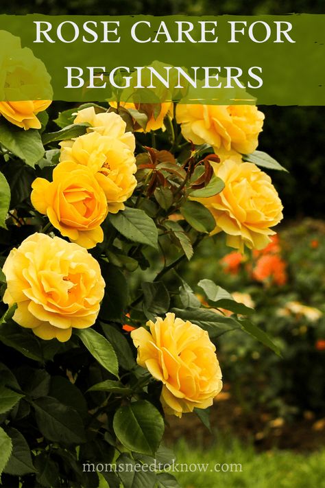 If you are new to growing roses, it can be overwhelming! Find out how to grow roses with this beginner’s guide. #gardening #gardeningtips #growroses English Tea Roses, Rose Bush Care, How To Grow Roses, Rose Plant Care, Floribunda Roses, Flower Farming, Grow Flowers, Sustainable Gardening, Rose Bushes