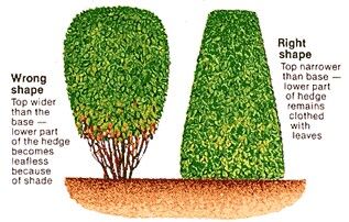 Hedge trimming tip Front Yard Hedges, Garden Design Ideas Uk, Hedge Ideas, Hedges Landscaping, Privet Hedge, Hedge Trimming, How To Trim Bushes, Colorado Garden, Simple Garden Designs