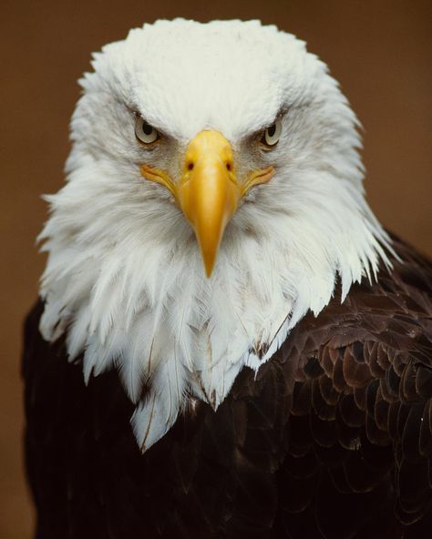 Nat Geo Image Collection on Instagram: “Photo by @michaelmelford | A portrait of a bald eagle native to Sitka, Alaska. This image is available as a limited-edition fine art print…” Bald Eagle Photography, Bald Eagle Tattoos, Bold Eagle, Aigle Royal, Birds Photography Nature, Irene Adler, Eagle Drawing, Eagle Images, Eagle Painting