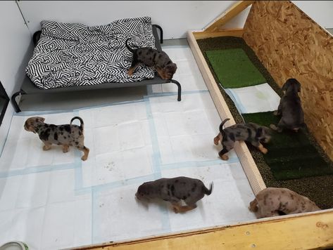 Litter Training Puppies - Flatland Catahoulas Puppy Litter Area Indoor Ideas, Puppy Containment Ideas, Litter Box Training Puppies, Litter Training Puppies, Puppy Gruel Recipe, Puppy Box Ideas, Welping Box Ideas Puppies Diy Cheap, Puppy Nursery For Dogs, Puppy Kennel Ideas