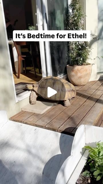 EthelTheGlamourTort on Instagram: "A late night for Ethel! 
#bedtimeroutine #tortoise #cutepets" Sulcata Tortoise Habitat Outdoor, Diy Tortoise Habitat Indoor, Tortoise Enclosure Ideas, Outdoor Tortoise Enclosure, Tortoise Cage, Tortoise Enclosure, Tortoise Habitat, Turtle Habitat, Sulcata Tortoise