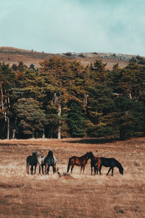 Wild Horses Wallpaper, Wild Horses Aesthetic, Fall Horse Wallpaper, Fall Horse Aesthetic, Wild Horse Photography, Book Reels, Horse Wallpapers, Horses Wallpaper, Largest Horse Breed