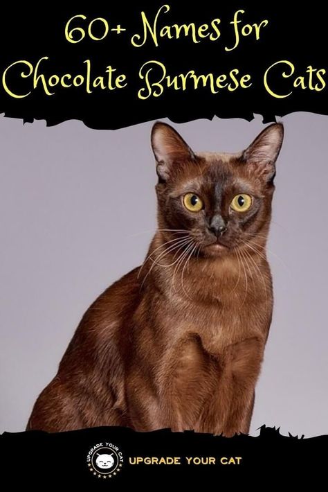 Chocolate Burmese Cat Names #catnames #petnames #upgradeyourcat Burmese Cats, Cat Breeding, Girl Cat Names, Chocolate Cat, Asian Cat, Cute Cat Names, Burmese Cat, Cat Fun, Tonkinese