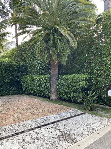 Palm tree on the inside edge of the hedge Palm Trees Garden, Canary Island Date Palm, Enchanted Gardens, Date Palm, Formal Garden, Coastal Gardens, Enchanted Garden, Backyards, Tropical Garden