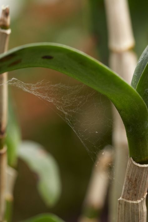 How to Get Rid of Spider Mites on Indoor Plants Get Rid Of Aphids, Peace Lillies, Get Rid Of Spiders, Types Of Houseplants, Plant Bugs, Bug Off, Best Humidifier, Spider Mites, Jade Plants