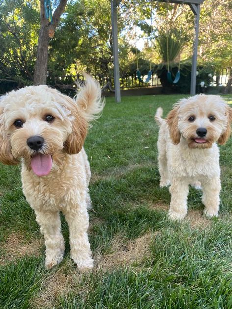 When you get to hang out with the cuzzins.
#tinkerpups #aussiepoo #aussiedoodle #maltipoo #cavalier #cavapoo #bestfriends #cavachon Cavapoochon Full Grown, Cavachon Full Grown, Cavapoo Full Grown, Black Cavapoo, Aussie Poo, Poochon Dog, Cavachon Dog, Bichon Frise Puppy, Cavapoo Puppies