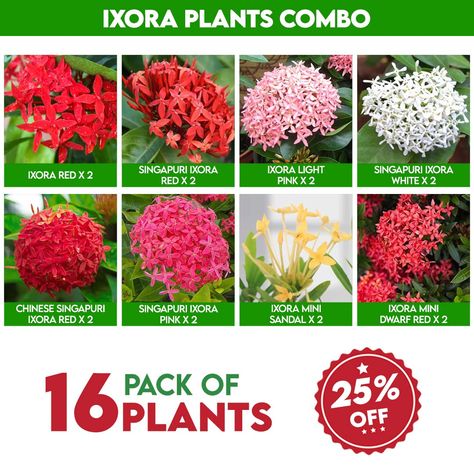 Ixora Plants Combo😍 The most beautiful, attractive, clustering flowers together these are cute & high-yielding shrub plants. This combo gives a superior floral look & perfect hedge design. HURRY UP! This offer is very limited. Place your orders soon. https://www.santhionlineplants.com/product/ixora-plants-combo/ #gardening #flowers #plants #nature #gardenlife #flower #gardendesign #growyourown #gardener #plantsofinstagram #naturephotography #gardeninspiration #growyourownfood #gardens #phot... Ixora Plant, Gardens Photography, Creepers Plants, Ground Orchids, Anthurium Plant, Tree Seedlings, Herbal Plants, Planting Shrubs, Plants Nature