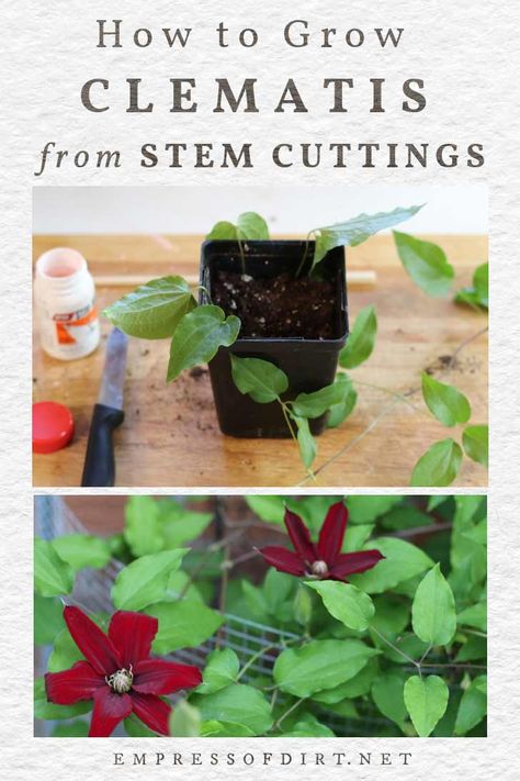 How to Grow Clematis from Cuttings | Empress of Dirt Clematis Care, Clematis Montana, Planting Calendar, Clematis Plants, Clematis Vine, Plant Cuttings, Free Plants, Mother Plant, Flowering Vines