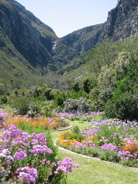 The Harold Porter Botanical Gardens, Betty's Bay Garden Ideas South Africa, Garden South Africa, African Garden, Camps Bay Cape Town, Spring Scenery, Africa Photography, Landscaping Garden, Backyard Inspo, Sunrise Beach