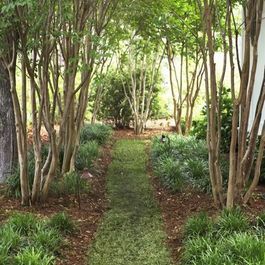 Crape Myrtle underplanting Crepe Myrtle Landscaping, Grass Path, Crepe Myrtles, Lowcountry Style, Myrtle Tree, Crepe Myrtle, Palmetto Bluff, Home Greenhouse, Outdoor Garden Lighting