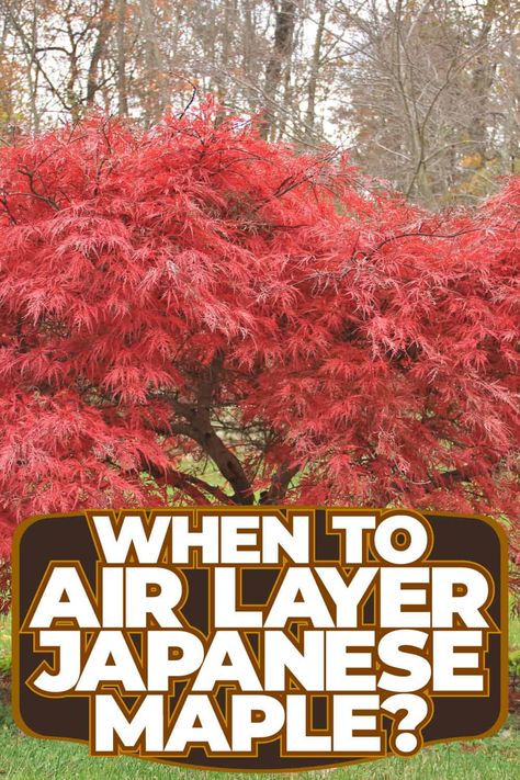 Propagating Japanese Maples: Air Layering Tips How To Prune A Japanese Maple Tree, Japanese Maple Bonsai, Maple Bonsai, Air Layering, Hawthorn Tree, Yucca Plant, Gardening Gear, Japanese Maples, Crabapple Tree