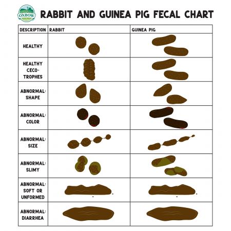 Let’s face the facts, we all poop…every animal does. Some species, like rabbits and guinea pigs, just do it a lot more! While far from a glamorous topic, your pet’s poops can tell you an awful lot about their overall wellbeing and what’s going on inside their body. Having an idea of your pet’s normal fecal characteristics and consistently monitoring stool production is a great tool for proactively keeping them healthy. A change in stool is often one of the first clinical signs that your pet m... Facts About Guinea Pigs, Small Pets To Own, Poop Meaning, Guinea Pig Ideas, Guinnea Pig, Pig Facts, Guinea Pig Breeding, Pet Rabbit Care, Guinea Pig Food