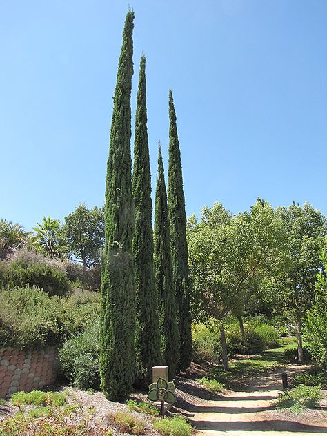 Sammamish Washington, Italian Cypress Trees, Garden Sanctuary, Cupressus Sempervirens, Italian Cypress, Mountain Nursery, Rainbow Garden, Farm Nursery, Sandy Soil