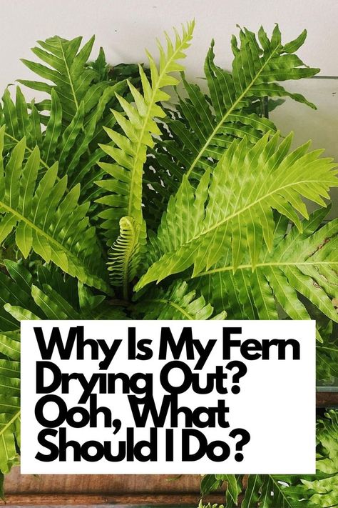 Discover the answers to your burning question: "Why is my fern drying out?" and take immediate action to revive your precious plant! Uncover the reasons behind your fern's dryness and learn effective solutions with our comprehensive guide. Dive into the world of fern care, understanding the key factors like watering, humidity, and light that contribute to its health. IG Photo by: cholon.garden Indoor Fern Plants, Water Ferns, Fern Care, Indoor Ferns, Ferns Care, Household Plants, Plant Care Houseplant, Fern Plant, Houseplants Indoor