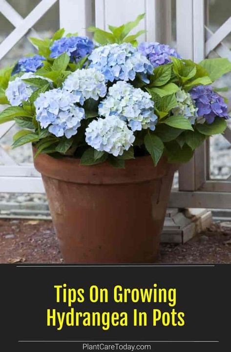 Growing Hydrangea in pots allows you to move them in the garden for greater enjoyment. Look for compact varieties or dwarf Hydrangea types to grow in containers. we share White Hydrangea Potted, Hydrangea In A Pot Planters, White Hydrangea In Pots, Blue Hydrangea In Pots, How To Care For Potted Hydrangeas In Winter, Can You Grow Hydrangeas In A Pot, Potted Hydrangea Patio, Hydrangea Potted Front Doors, Hydrangea Planters Front Doors