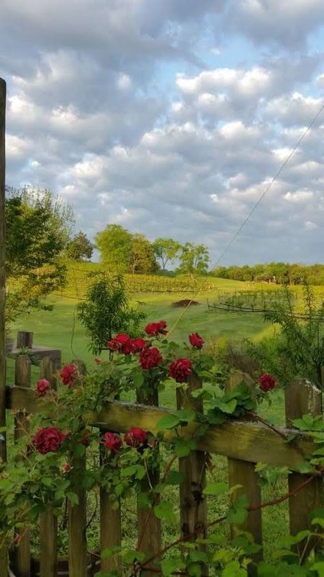 Tennessee Garden, Tennessee Countryside, Tennessee Farm, Tennessee Gardening, Tennessee Landscaping Ideas, Arizona Backyard, Creeping Jenny, Garden Photography, Growing Roses