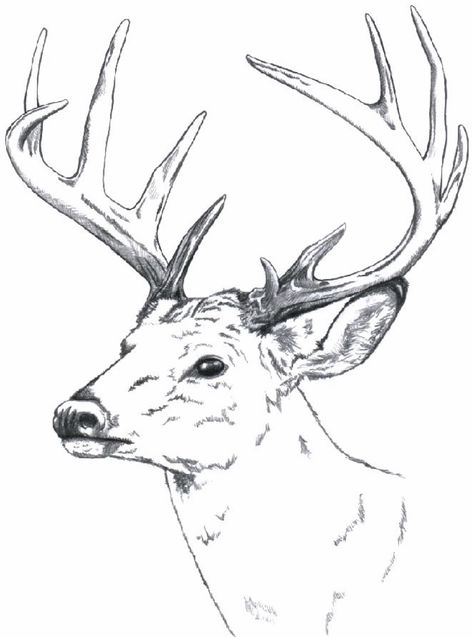 Deer Wood Burning Pattern, Buck Deer Drawing, Elk Drawing Sketch, Elk Drawing Easy, Deer Drawing Sketches, Elk Sketch, Buck Drawing, Deer Head Drawing, Deer Drawing Easy