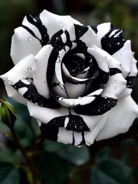 White Black Aesthetic, Pretty Flowers Pictures, Helloween Wallpaper, Black Roses Wallpaper, Black And White Roses, Aesthetic Rose, Goth Garden, Luxury Flower Bouquets, Rose Seeds