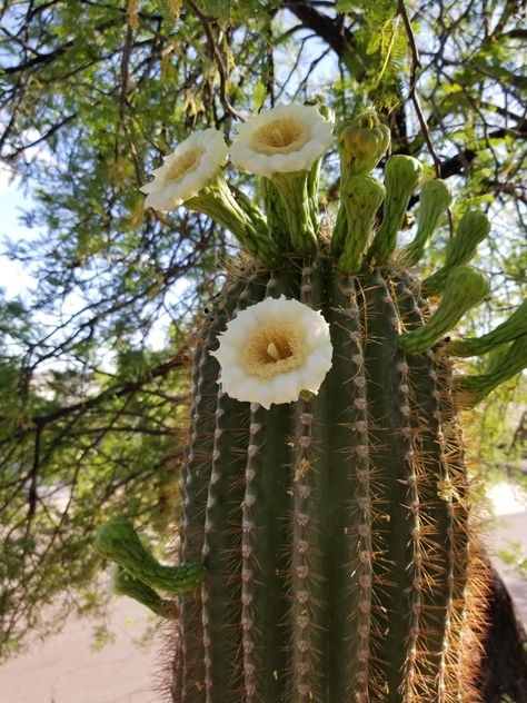 Monsoon Tattoo, Saguaro Blossom, Arizona State Flower, Flower Facts, How To Grow Cactus, State Flowers, Flower Artificial, Illustration Ideas, Saguaro Cactus