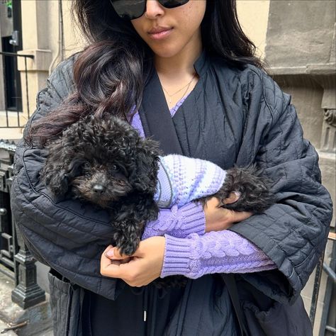 👯‍♀️ . . . #toypoodle #poodle #blacktoypoodle #nycdog #nycpup #dogsofnewyork #dogsofnyc #puppy #poodlepuppy #blackpoodle | Instagram Mini Black Poodle, Toy Poodle Puppies Black, Black Toy Poodle Puppy, Poodle Black, Miniature Poodle Black, Dark Brown Toy Poodle, Poodle Puppy, Toy Poodle, Cute Dogs