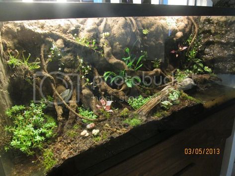 Bio Active Terrarium, Python Vivarium, Aquatic Terrarium, Bioactive Terrarium, Ball Python Pet, Royal Python, Bioactive Vivarium, Pet Enclosures, Diy Reptile