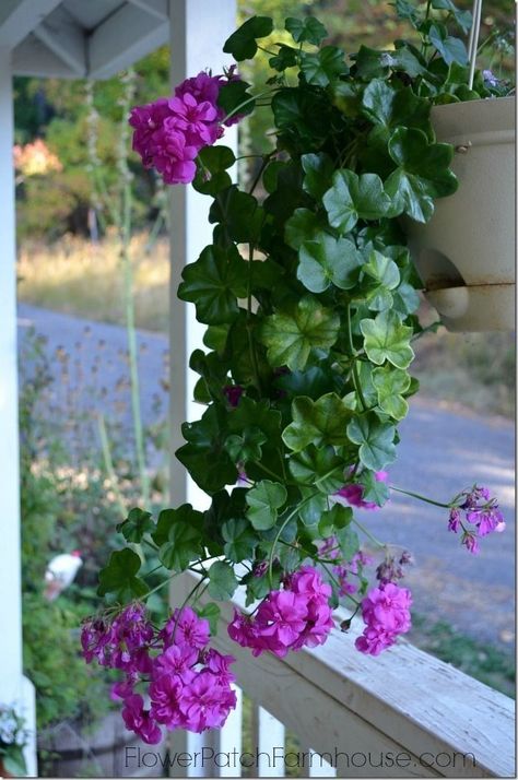 Autumn Flowering Plants, Gemüseanbau In Kübeln, Ivy Geraniums, Geranium Plant, Ivy Plants, Container Gardening Flowers, Hanging Plants Indoor, Overwintering, Flower Vase Arrangements