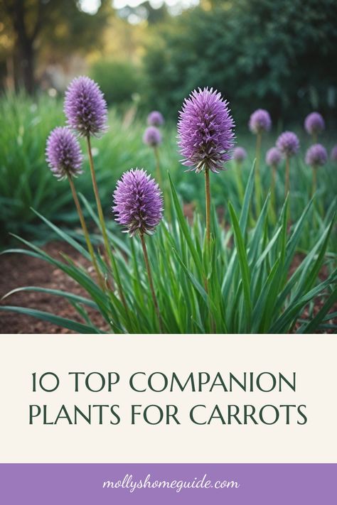 Discover the top companion plants to grow with carrots and unlock the secrets to sweeter carrots with ease. Boost your carrot crop by exploring a variety of options including best companion plants for carrots. Enhance your garden with our guide on carrot companion plants that will maximize growth and overall health of your crops. Whether you're new to companion planting or looking for new ideas, these suggestions will help improve the success of your carrot harvest. Carrot Companion Plants, Carrot Harvest, Best Companion Plants, How To Plant Carrots, Growing Carrots, Sweet Carrot, Companion Plants, Plants To Grow, Natural Fertilizer