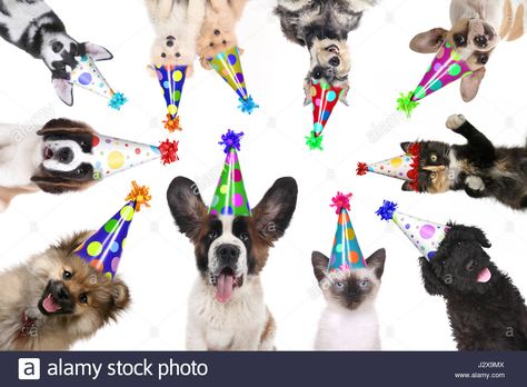 Multiple Pet Animals Isolated Wearing Birthday Hats for a Party Stock Photo Party Image, Birthday Party Images, Birthday Hats, Devil Dogs, Wild Dog, Dog Birthday Party, Pet Animals, Dog Supplements, Happy Birthday Parties