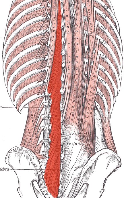 Stretches For Dancers, Stenosis Exercises, Core Muscle Exercises, Ballet Conditioning, Superman Workout, Anatomy Muscles, Yoga Muscles, Cross Fitness, Remedial Massage