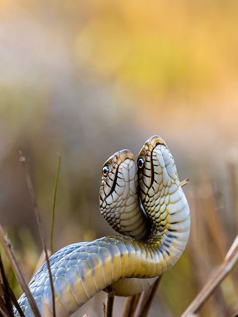 Two Snakes, Rat Snake, Dance Together, The Pack, Gecko, The Dance, Snakes, Reptiles, Sri Lanka