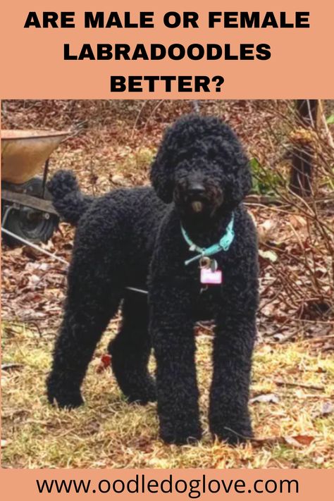 Find out characteristics such as size, trainability, energy levels, the diseases which each gender is susceptible to and more about each gender of labradoodle so you can get the gender that suits you the most. Black Golden Doodle Haircut, Labradoodle Haircut Style, Black Doodle Dog, Labradoodle Black, Labradoodle Haircut, Goldendoodle Black, Black Labradoodle, Male Vs Female, Haircut Style